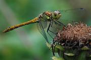 [nl] Libellen en waterjuffers [en] Dragonflies and Damselflies
